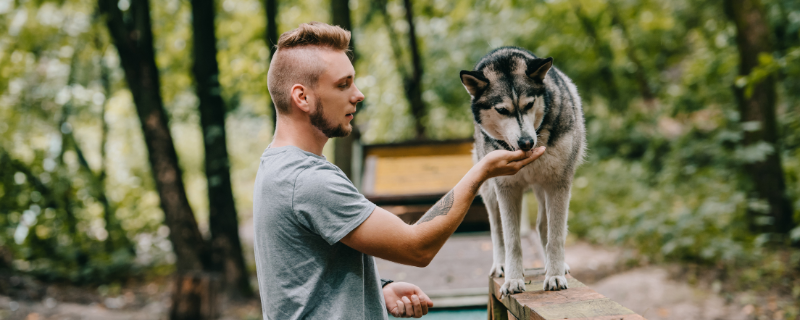 Comportementaliste animalier